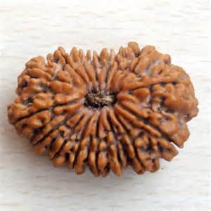 16 face rudraksha